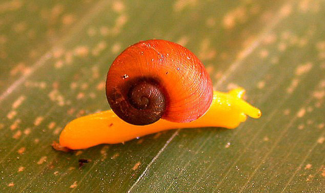 Loài ốc sên Misimensis Paryphantopsis . Loài ốc sên Misimensis Paryphantopsis