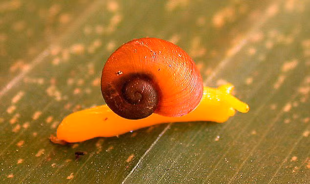 Loài ốc sên Misimensis Paryphantopsis 