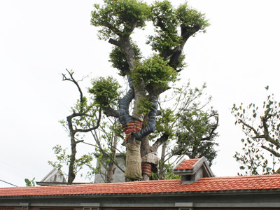 Cây cảnh trong nhà ông Bùi Thanh Tùng. Ảnh: Tuấn Nguyễn.