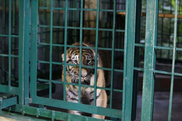 Hổ Đông Dương có tên khoa học là Panthera tigris Corbetti