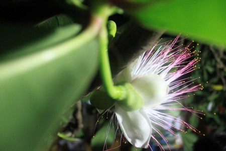 Mờ ảo mỗi đêm