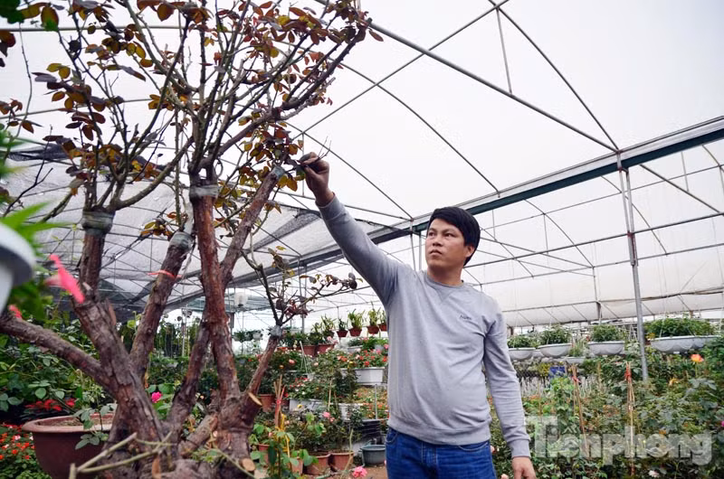 Ngắm hồng cổ Sapa cực quý, giá 50 triệu chơi Tết ảnh 1
