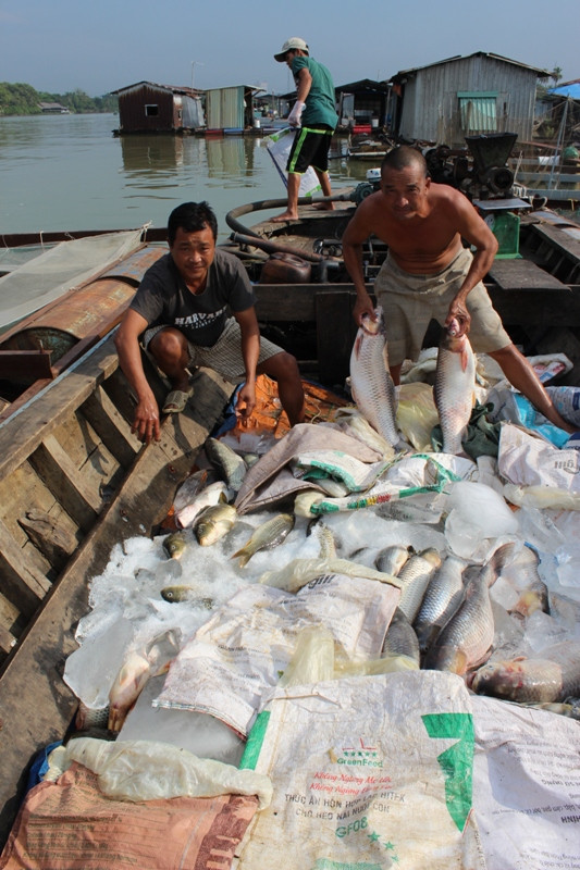 Cá bè chết hàng loạt, tiền tỷ trôi sông ảnh 5