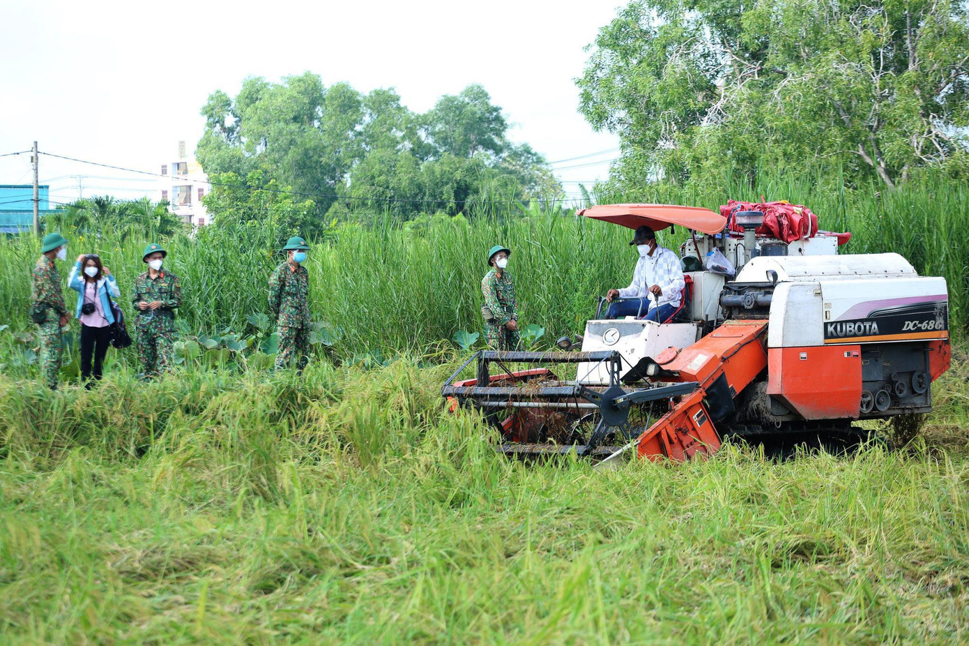 Trước tình hình đó, chính quyền địa phương cùng lực lượng Bộ đội đã tìm cách hỗ trợ người dân thu hoạch lúa.