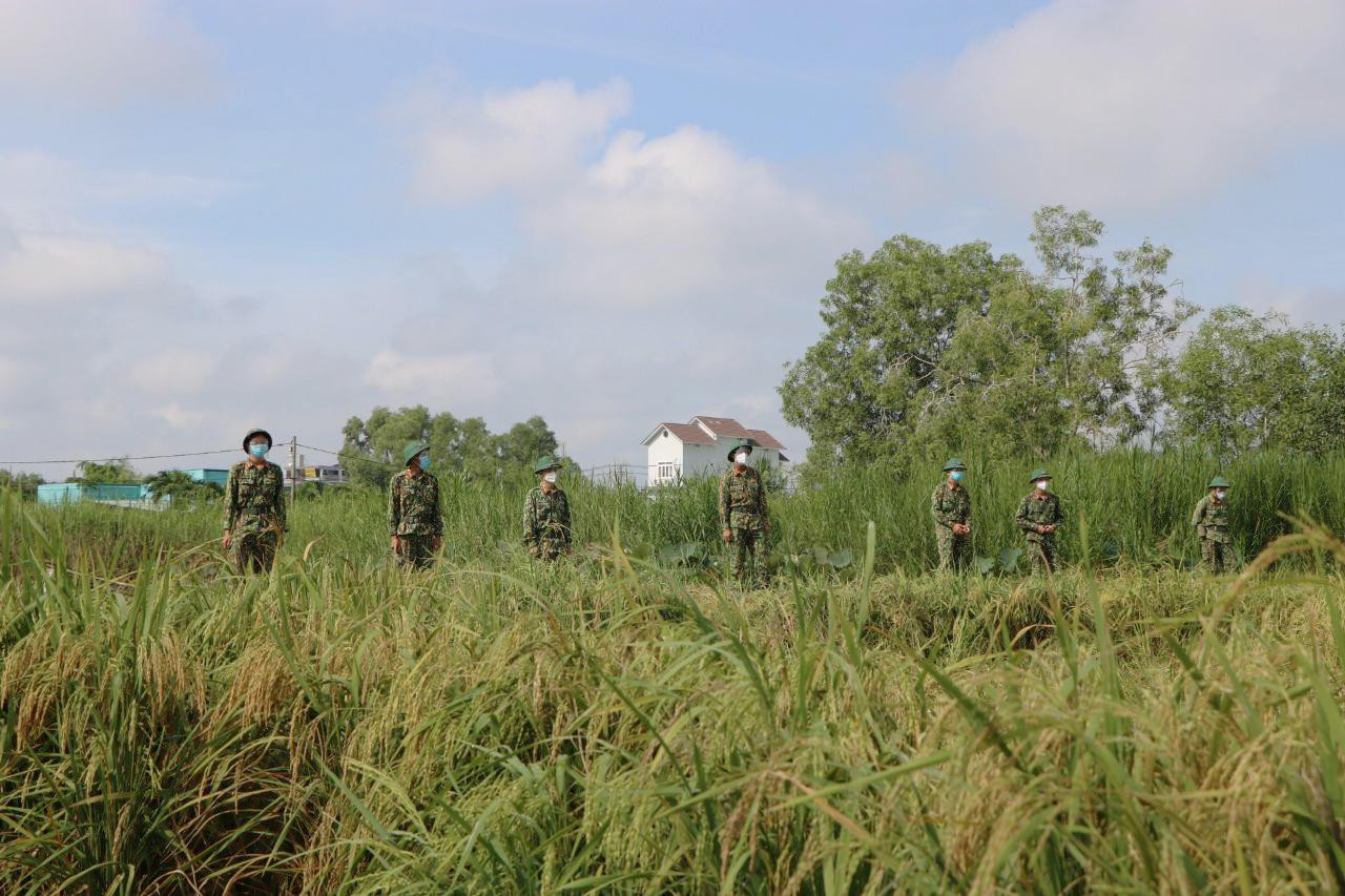 Lúa ngoài đồng đã chín vàng nhưng nông dân không thể thu hoạch vì đang thực hiện nghiêm lệnh giãn cách xã hội đễ phòng chống dịch bệnh.