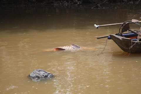 “Lộc trời” của người bắt cá hô 'khủng' bán 200 triệu ảnh 2