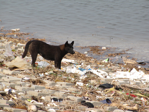 Chó bới rác tìm thức ăn