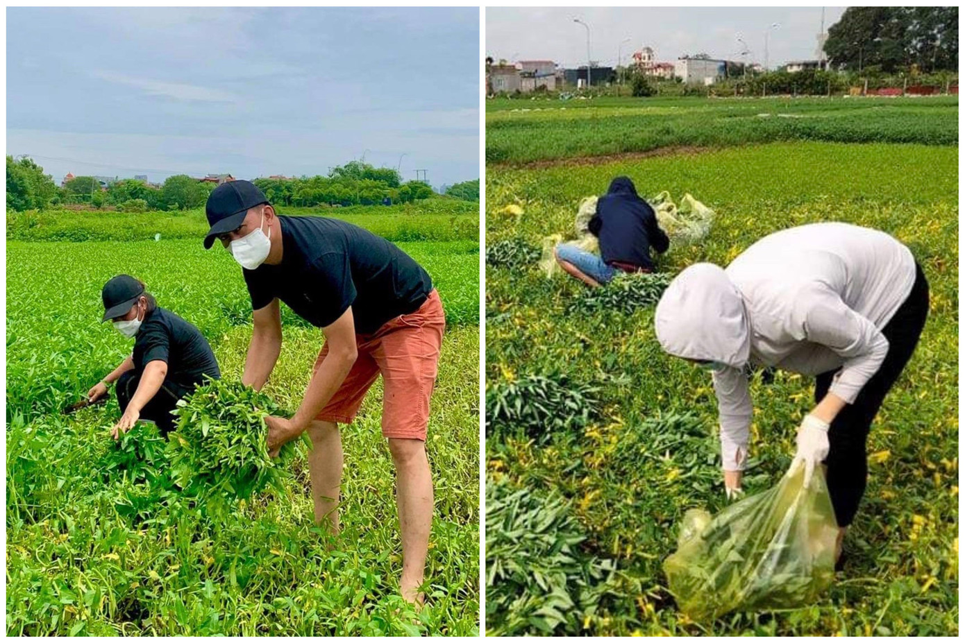 Chị Nguyễn Lan Hương (thành viên nhóm "Rau 0 đồng) cho biết, nhóm hoạt động ngày đầu chỉ có 2 thành viên, và tới này số lương đã lên khoảng 100 người. Nguồn rau 0 đồng được sự ủng hộ của những nông dân ngoại thành Hà Nội (Đồng Mai, Chương Mỹ), các tỉnh Vĩnh Phúc, Thanh Hoá, Bắc Ninh, Ninh Bình... Lượng rau thu hoạch trên dưới 2 tấn/ ngày.