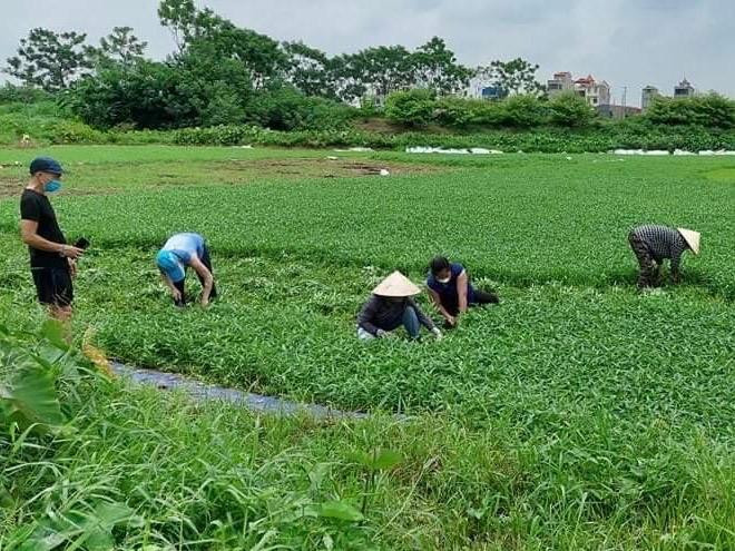 Hơn nửa tháng qua, hàng trăm thành viên của nhóm "Rau 0 đồng" đã tự tay thu hoạch, đóng gói, vận chuyển, phát tặng rau miễn phí cho nhiều hoàn cảnh khó khăn, tiếp sức các bếp ăn 0 đồng, khu vực cách ly y tế tại Hà Nội. Họ là nhân viên làm văn phòng, người làm kinh doanh vốn không quen việc đồng áng, nhưng sau nhiều ngày lăn lộn trên ruộng đồng từ 5 giờ sáng, nay cắt rau rất "ngọt".