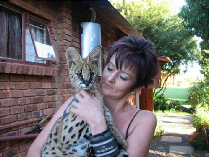 Bao gồm một con mèo Serval, vài con sư tử và báo đốm