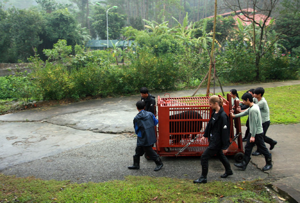 Đa phần các chú gấu ở đây rất dễ bị kích động khi tiếp xúc với người lạ do thời gian trước khi được cứu trợ đã phải chứng kiến cảnh săn bắn, giết mổ nên trung tâm phải rất thận trọng trong quá trình di chuyển gấu về khu bảo vệ, đồng thời tạo một không gian riêng biệt cho gấu, hạn chế cho người lạ tiếp xúc