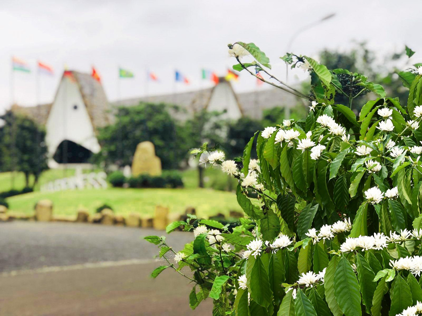 Năm 2022, lần đầu tiên trong lịch sử ngành cà phê Việt Nam được kỳ vọng về đích với trị giá 4 tỷ đô la