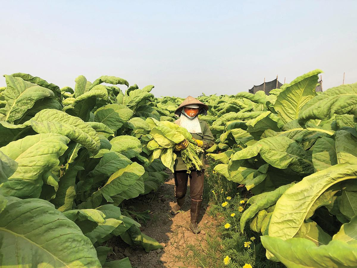 BAT Việt Nam tôn trọng quyền của mọi người, cam kết nâng cao sinh kế cho tất cả nông dân trong chuỗi cung ứng của mình.