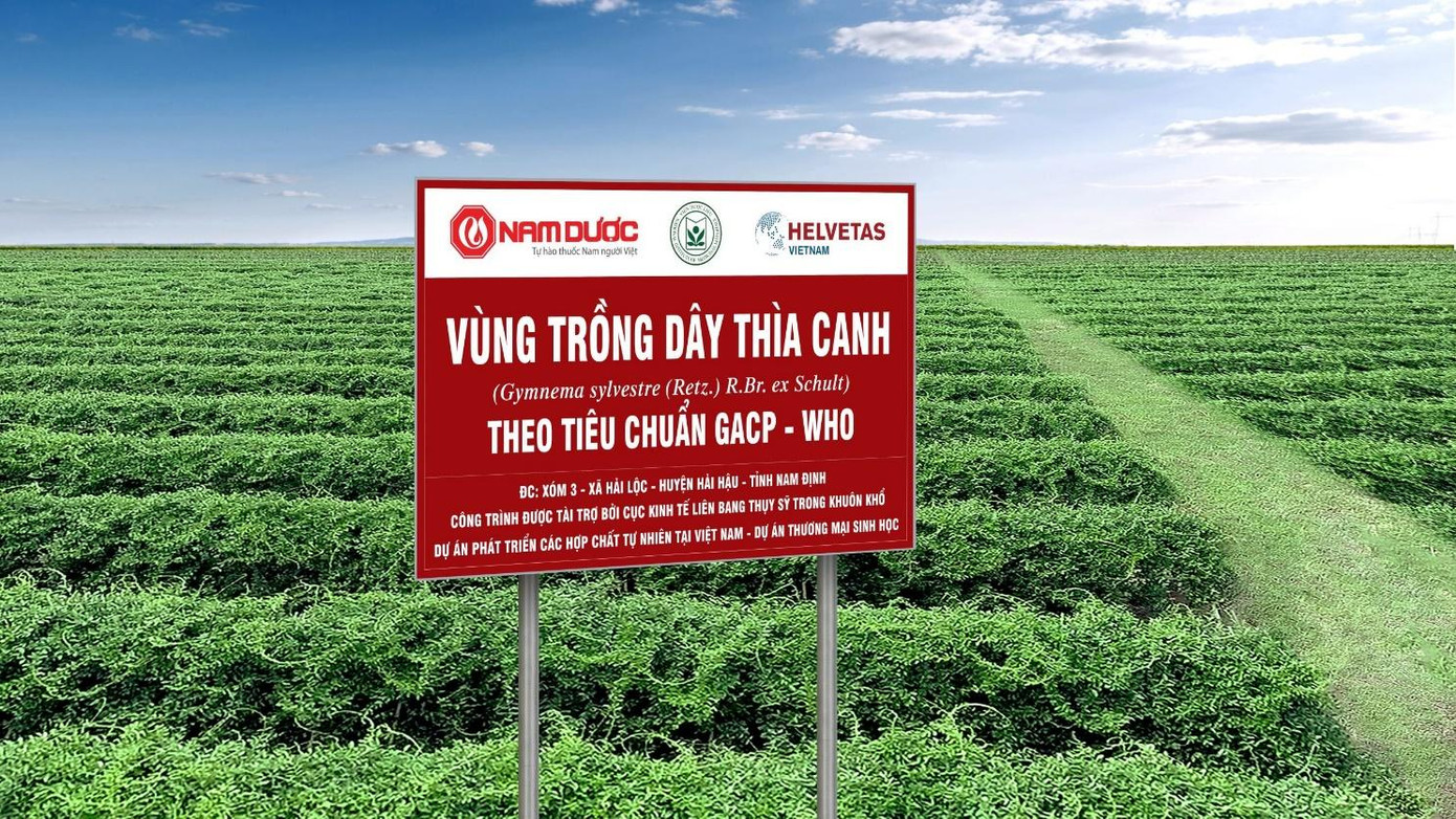 Vùng trồng Dây thìa canh của Công ty Nam Dược đạt tiêu chuẩn GACP – WHO tại Nam Định Vùng trồng Dây thìa canh của Công ty Nam Dược đạt tiêu chuẩn GACP – WHO tại Nam Định