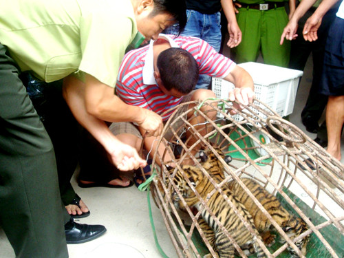 Những con hổ được vận chuyển bằng xe Camry. Những con hổ được vận chuyển bằng xe Camry