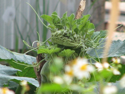 Ngọn bí hóa… đầu rồng ảnh 4