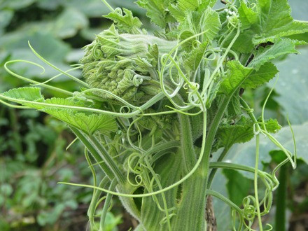 Ngọn bí hóa… đầu rồng ảnh 12