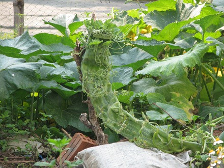 Ngọn bí hóa… đầu rồng ảnh 3