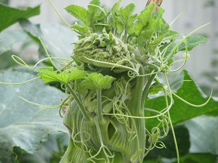 Ngọn bí hóa… đầu rồng ảnh 1