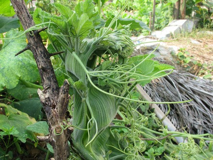 Ngọn bí hóa… đầu rồng ảnh 10