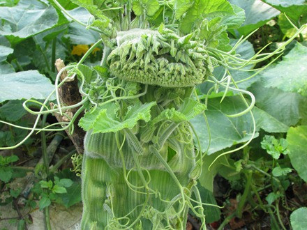 Ngọn bí hóa… đầu rồng ảnh 7