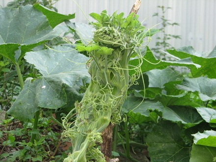 Ngọn bí hóa… đầu rồng ảnh 2