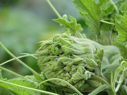 Ngọn bí hóa… đầu rồng ảnh 11