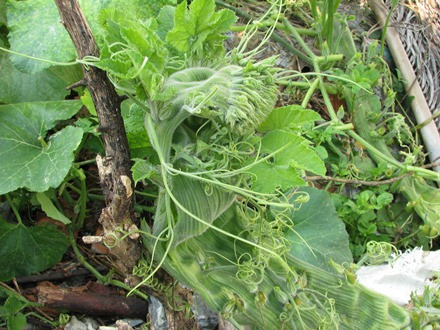 Ngọn bí hóa… đầu rồng ảnh 9