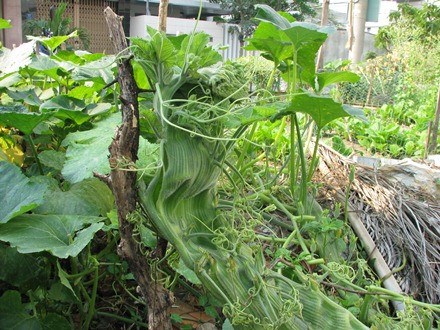 Ngọn bí hóa… đầu rồng ảnh 8