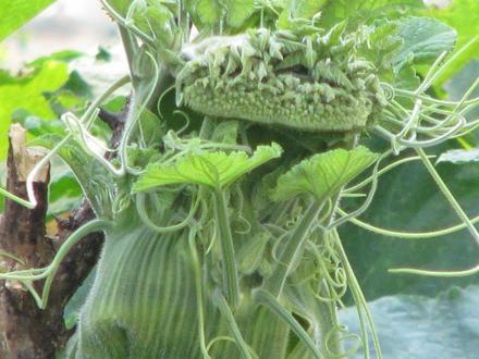 Ngọn bí hóa… đầu rồng ảnh 6