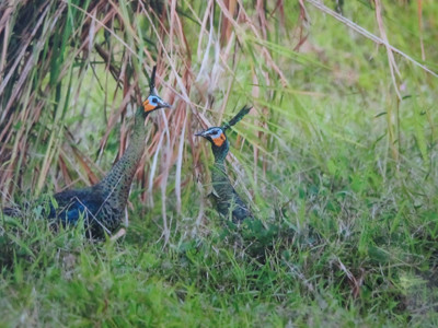 Bình yên trong Vườn Cát Tiên Ảnh: Nguyễn Huỳnh Thuật