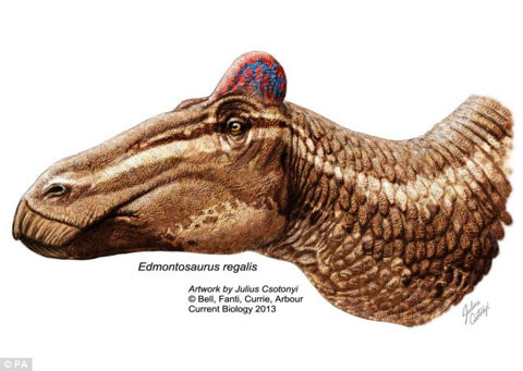 Khủng long với phần thịt gồ lên trên đỉnh đầu như mào gà