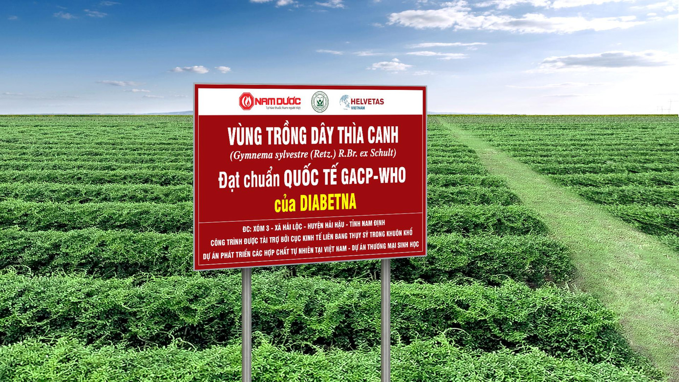 Người tiểu đường nên lựa chọn sản phẩm từ Dây thìa canh đạt chuẩn quốc tế GACP - WHO Người tiểu đường nên lựa chọn sản phẩm từ Dây thìa canh đạt chuẩn quốc tế GACP - WHO