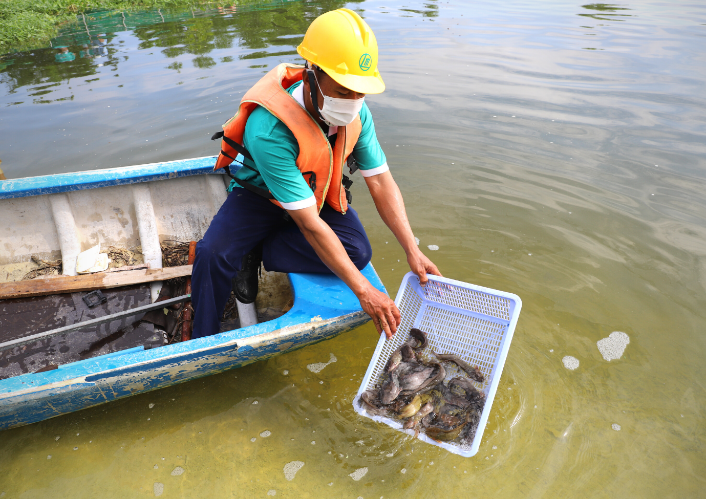 Hoạt động thả cá và ốc vào Hồ sinh học giúp nâng cao chất lượng nguồn nước thải sau xử lý