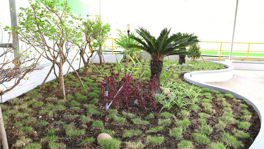 Cây xanh được trồng khắp khuôn viên Công ty Giấy Lee &amp; Man Việt Nam