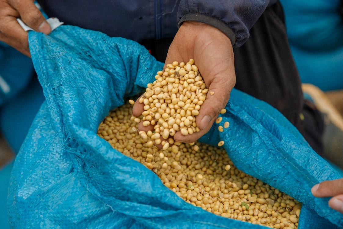 Đậu nành – thứ hạt quen thuộc nhưng vô cùng giàu dưỡng chất