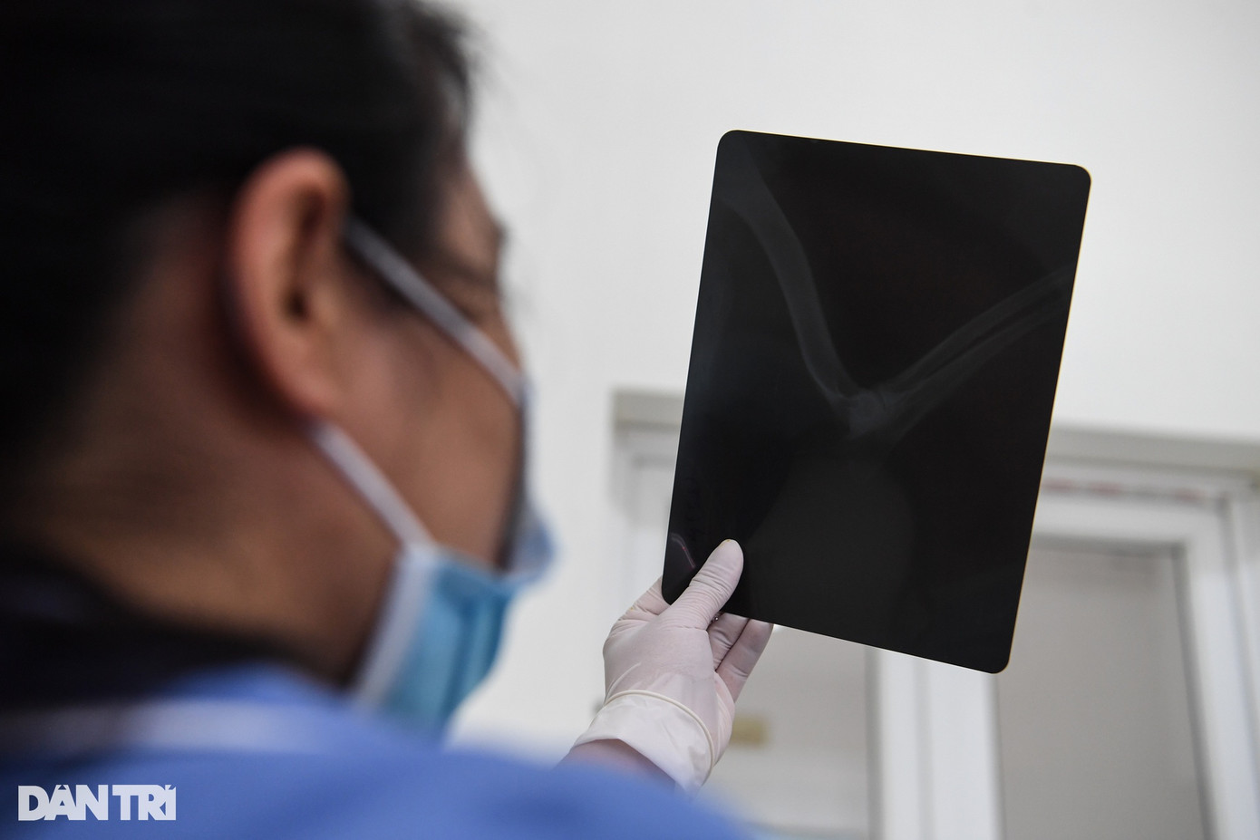 Kết quả chụp X-quang xác định Miu bị gãy chân trái. Nữ bác sĩ thú y tiếp tục thực hiện các bước thăm khám lâm sàng để kiểm tra sức khỏe tổng quát của Miu cũng như các tổn thương khác (nếu có).