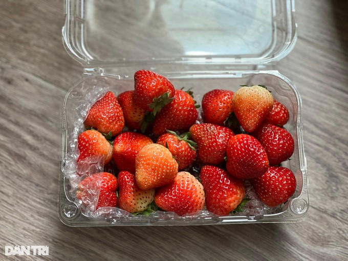 Người tiêu dùng cần tỉnh táo, tránh mua nhầm dâu tây Trung Quốc gắn mác Sơn La. Người tiêu dùng cần tỉnh táo, tránh mua nhầm dâu tây Trung Quốc gắn mác Sơn La.