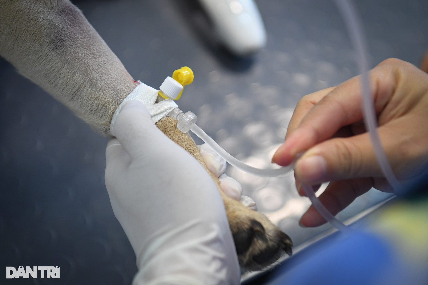 Theo phác đồ điều trị, Ỉn cần được truyền kháng sinh, kháng viêm, thuốc bổ và xử lý vết thương hàng ngày. "Thông thường để xử lý vết thương dạng này cần một tuần. Tuy nhiên, vì bạn này vết thương quá rộng nên thời gian hồi phục dự kiến sẽ kéo dài hơn. Sau khi vết thương ổn, không bị viêm sưng thì chủ nhân có thể đón Ỉn về nhà chăm sóc", bác sĩ điều trị chia sẻ.