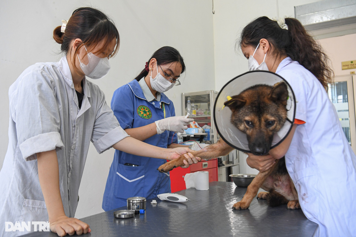 "Ở người có những bệnh gì thì ở động vật cũng gần như có các mặt bệnh như vậy. Bác sĩ thú y khi khám chữa bệnh phải dựa rất nhiều vào triệu chứng lâm sàng, kinh nghiệm, kỹ năng nghề nghiệp "sờ, nắn, gõ, nghe". May mắn là ngày nay, các bác sĩ thú y có rất nhiều máy móc để hỗ trợ cho công tác khám chữa bệnh", TS Nên chia sẻ.