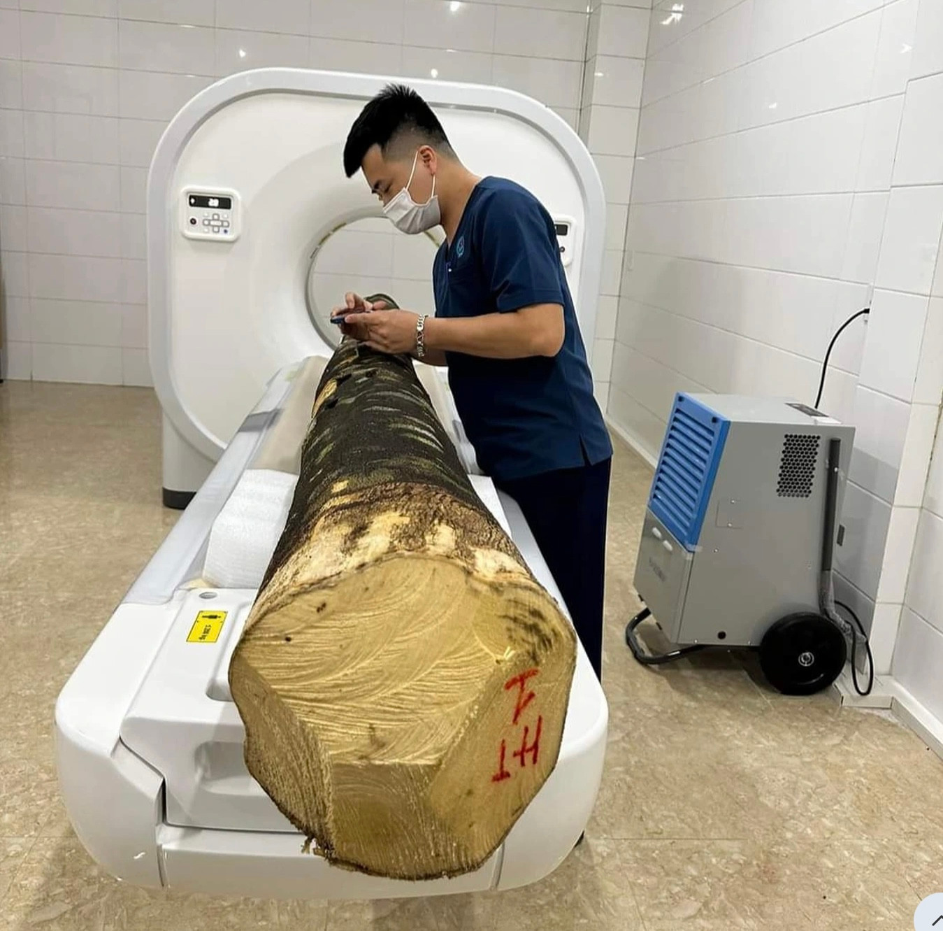 Thân cây dó trầm được đưa vào chụp CT (Ảnh: Quốc Khánh).