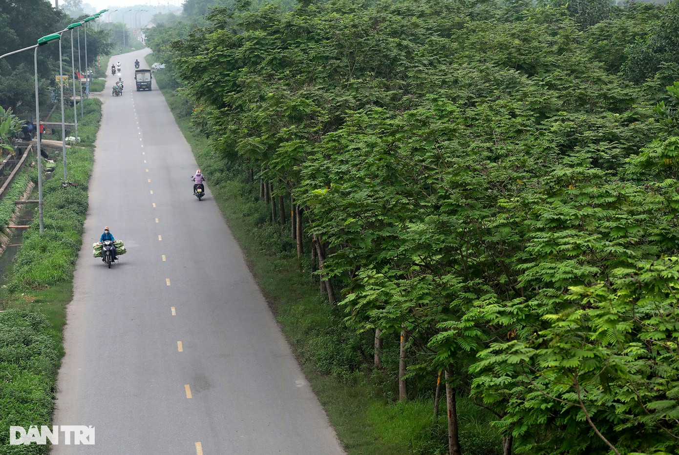Các đường gom được trồng cây với mật độ dày đặc, tạo nên một bức tường ngăn khói bụi và tiếng ồn và cho khu vực xung quanh.