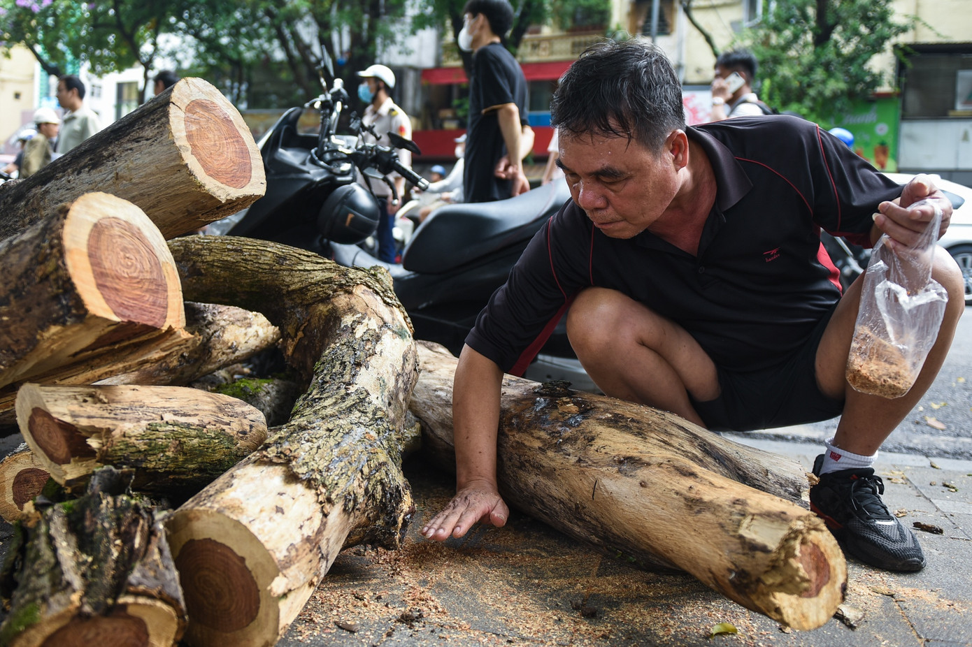 “Thấy cây sưa đang bị chặt khi đi bộ quanh hồ Gươm, tôi tranh thủ nhặt ít vụn về đốt cho thơm phòng. Đây là loại cây rất đắt, nên khi nó chết và bị chặt, tôi cảm thấy rất tiếc”, ông Hoàng Công Chiến, người dân phường Phúc Tân, quận Hoàn Kiếm cho biết.