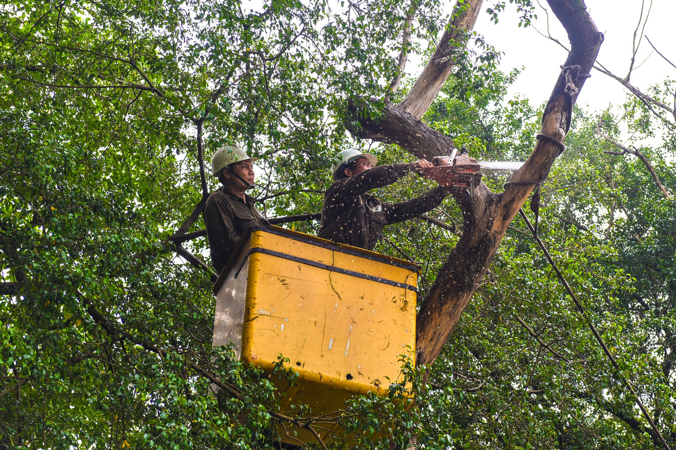 Nhân viên công ty TNHH MTV Công viên Cây xanh Hà Nội chặt bỏ cây sưa đầu tiên cũng là cây lớn nhất nằm tại khu vực đối diện ngã ba Lò Sũ - Đinh Tiên Hoàng. Thân cây có đường kính 0,59 m; cao 12 m. Theo người dân ở khu vực này, từ năm 2019, cây đã có dấu hiệu khô héo, đến nay đã chết hoàn toàn. Cây sưa đỏ chết khô được nhân viên cắt cành trong buổi sáng và hoàn thành đào gốc, chặt rễ, vận chuyển đi trong chiều 24/5.