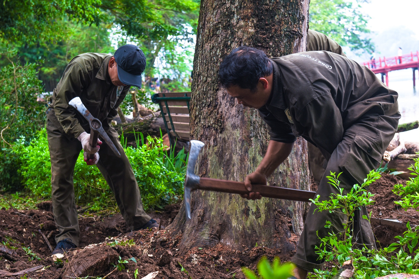 Việc đào gốc, rễ sưa đỏ có tuổi đời khoảng 100 năm gặp khó khăn và lâu hơn các loại cây bình thường bởi gỗ sưa có giá trị cao. Công nhân phải đào đất xung quanh gốc và cắt từ dưới phần rễ lên.