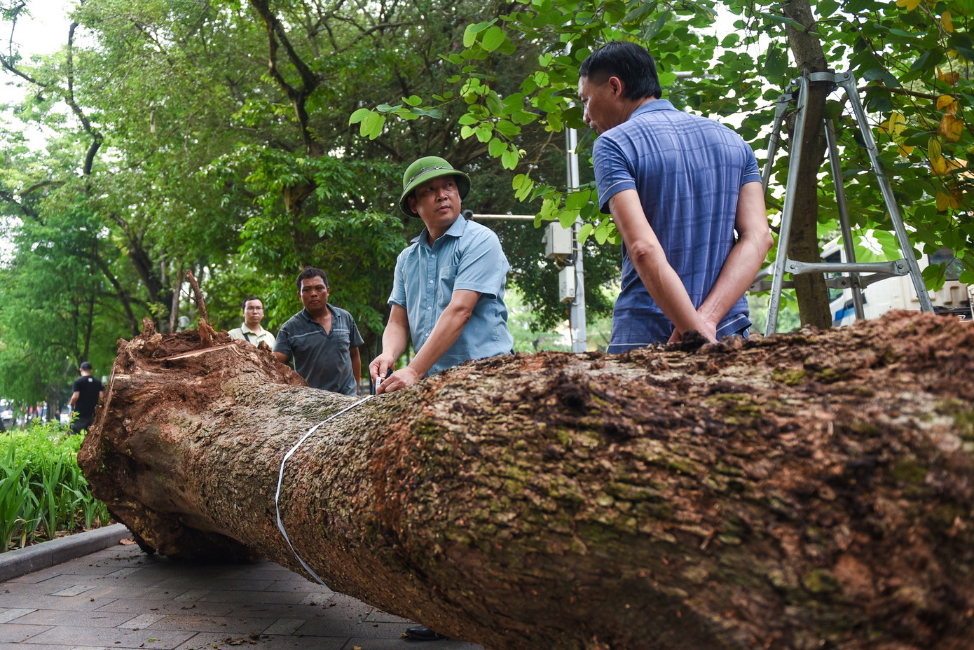 Từ cành đến thân cây đều được đo đạc cẩn thận sau khi chặt bỏ. Riêng phần thân cây sưa này có chiều dài khoảng 8 m, đường kính khoảng 59 cm.