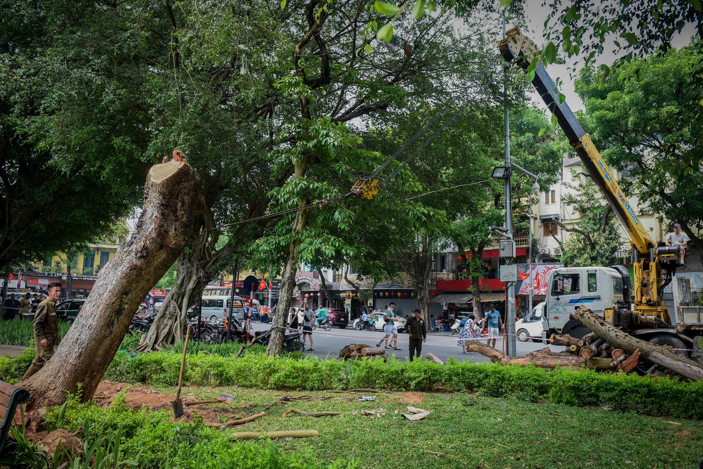 Cũng theo đại diện Ban Quản lý hồ Hoàn Kiếm và phố cổ Hà Nội, số gỗ của 3 cây này sẽ được tổ chức bàn giao cho Trung tâm Quản lý hạ tầng kỹ thuật thành phố Hà Nội tiếp nhận, bảo quản, đồng thời thực hiện thanh lý gỗ, củi theo quy định.
