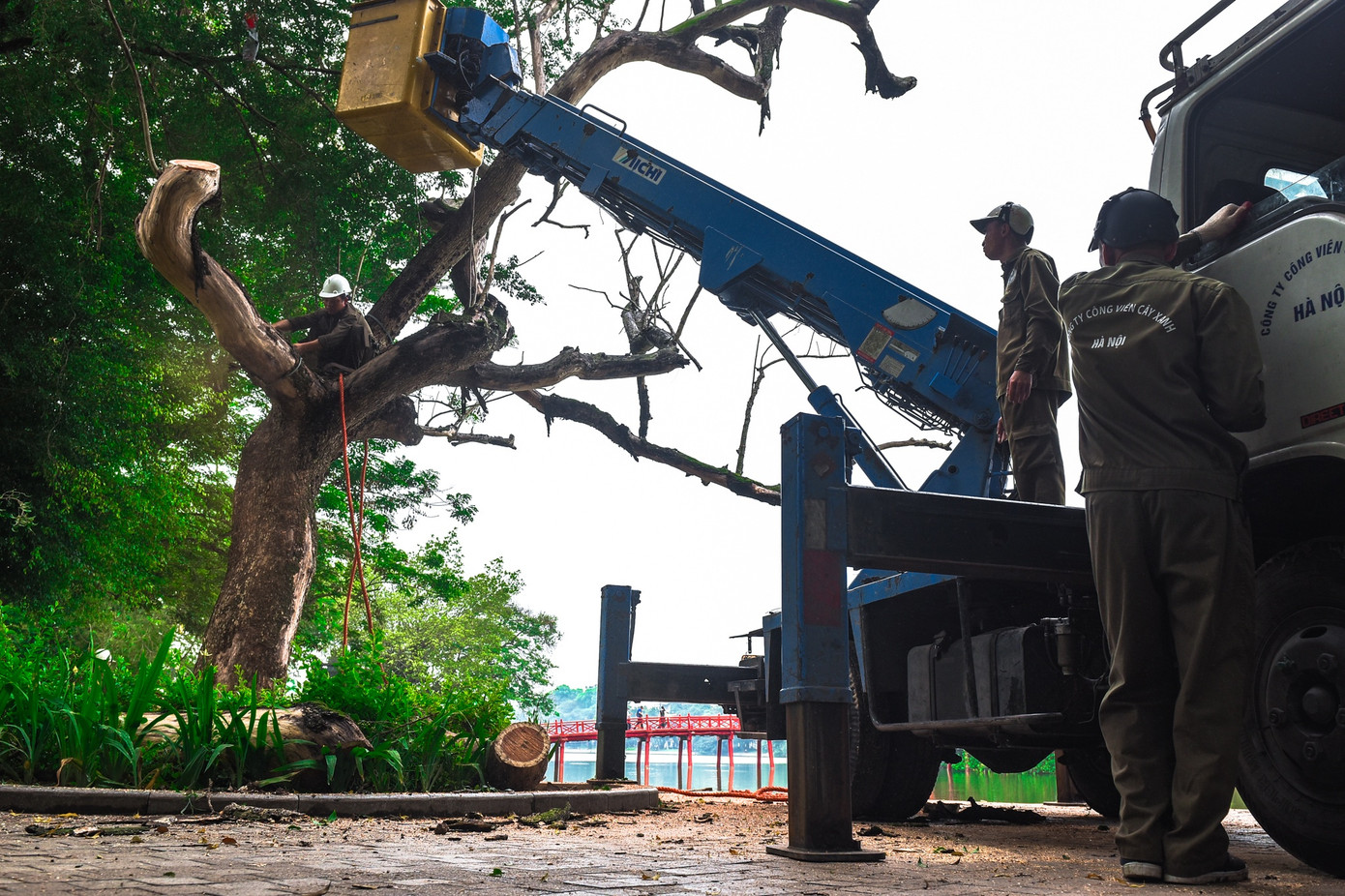 Ngày 24/5, Ban Quản lý hồ Hoàn Kiếm và phố cổ Hà Nội kết hợp với Công ty TNHH MTV Công viên Cây xanh Hà Nội bắt đầu chặt hạ ba cây sưa chết khô ở bờ hồ Hoàn Kiếm
