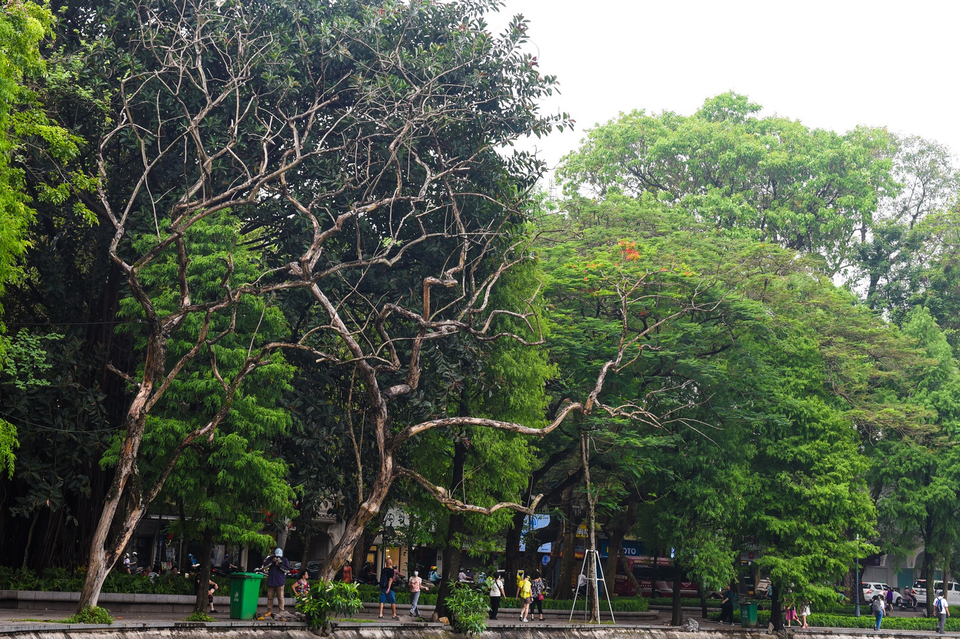 Ngoài cây sưa đỏ ở đối diện ngã ba Lò Sũ - Đinh Tiên Hoàng, hai cây sưa bị chết ở khu vực đồng hồ hoa Thụy Sĩ, sát mép hồ, đường kính 2 cây này khoảng 35-40 cm và cao 6-10 m. Hai cây này sẽ được chặt bỏ trong ngày 25-26/5.