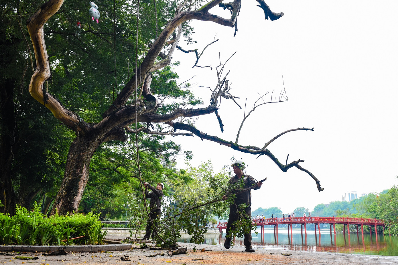Thân cây có hiện tượng mục ruỗng. Vỏ cây bong tróc, lộ ra phần thân đã chết khô trong một thời gian dài. Việc chặt hạ 3 cây sưa đỏ này nhằm đảm bảo an toàn cho người dân và du khách, đặc biệt khi mùa mưa, bão sắp đến.